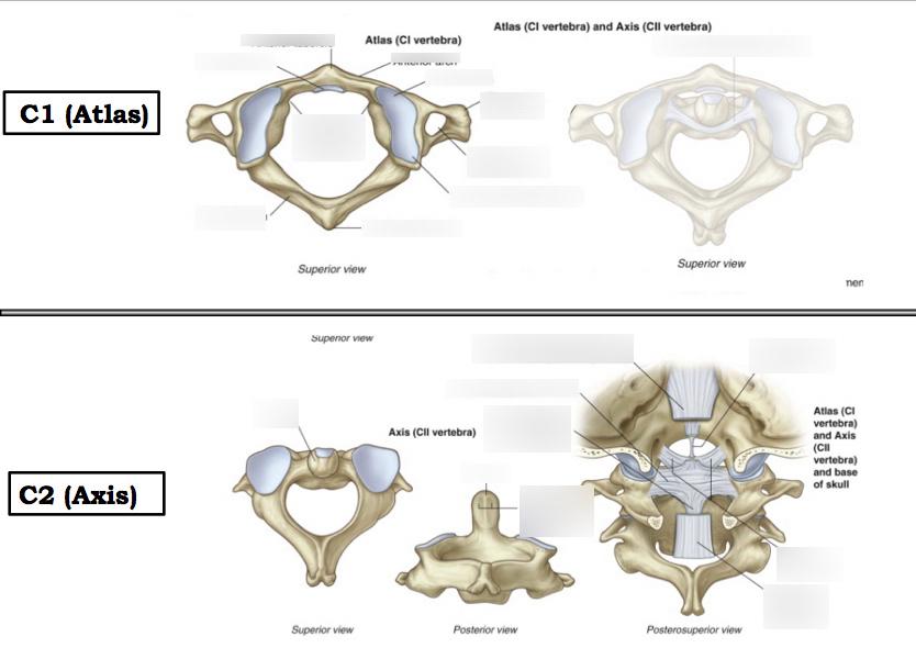 Atlas C1 and axis C2 anatomy of the upper cervical spine