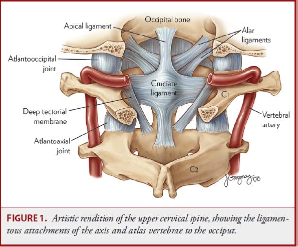 Alar ligament anatomy showing the paired ligaments extending from the dens of C2 to the occipital condyles