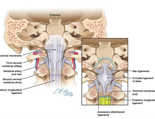 The Alar Ligaments in Babies and Children Development, Biomechanics, Injury & Clinical Considerations