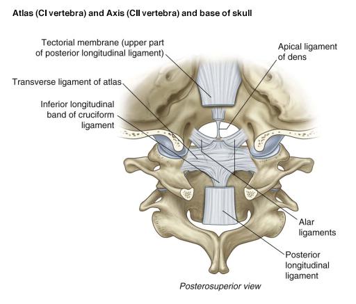 Alar ligaments with C1 C2 transverse ligament and tectorial membrane