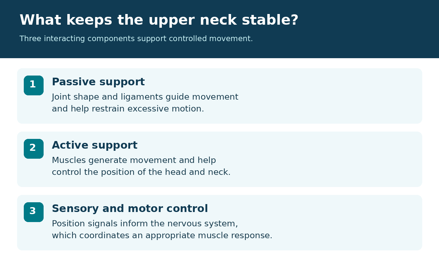 CCJ stability depends on passive support, active muscular support and sensorimotor control.